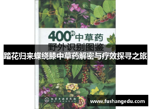 踏花归来蝶绕膝中草药解密与疗效探寻之旅